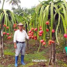 Pokok buah naga juga bersifat epipitik dan memerlukan para untuk menyokong batangnya yang lembut serta tanaman buah naga memerlukan baja organik untuk pgrtumbuhan yang baik. Belajar Menanam Buah Naga