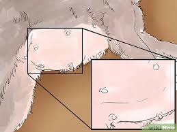 A cat birthing box is also known as a queening box, delivery box, cat nesting box or kittening box. How To Help A Cat Give Birth With Pictures Wikihow Pet