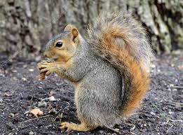 Do Squirrels Eat Peanut? (Squirrels Food List) - Pet Spruce