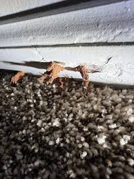 top termite control treatment for