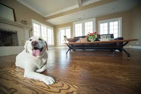 empire flooring best carpet for pets