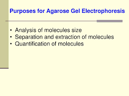ppt agarose gel electropsis