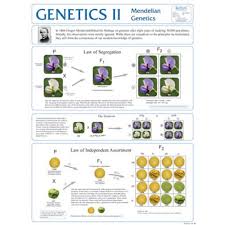 Chart Genetics Ii Mendelian Genetics