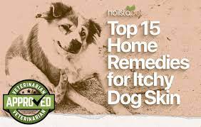 7 best dog itchy skin home remes
