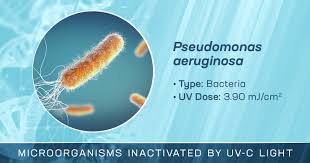 pseudomonas aeruginosa is inactivated
