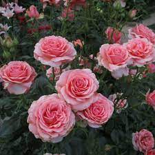 Роза флорибунда Poesie (Поэзия) 890 руб. AGRO44732