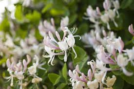 They will fill your home with their sweet sweet aroma. When Can You Transplant Honeysuckle Plants Moving A Honeysuckle Vine Or Bush Honeysuckle Plant Honeysuckle Vine Honeysuckle Flower