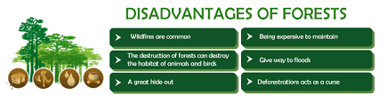 advanes and disadvanes of forests