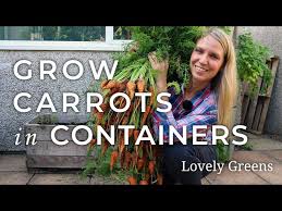Grow Carrots In Containers Diy Pallet