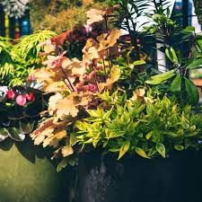 Container Gardening Guide Seattle S