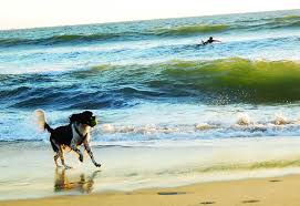 best dog friendly vacations in the