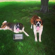 Micro saint bernard's mature from 12 to 16 inches tall, and 15 to 35 pounds. Saint Bernard Puppies For Sale In Michigan Irish Acre S Saints Home Facebook