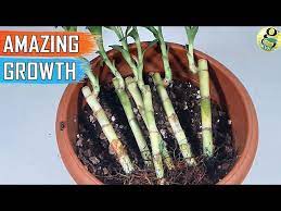 Growing Lucky Bamboo In Soil Fast