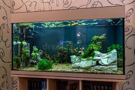 Aquarium with Plants and Stones Mounted on a Book Stand. Editorial Stock  Photo - Image of people, design: 184083143 gambar png