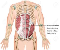 Find the best weight lifting exercises that target each muscle or groups of muscles. External Oblique Muscle 3d Medical Vector Illustration Abdominal Royalty Free Cliparts Vectors And Stock Illustration Image 124273736