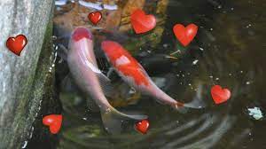 Mating is usually an annual event, but some koi will spawn twice per year. Is My Koi Pregnant Loch Ness Water Gardens