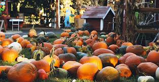 We did not find results for: 14 Pumpkin Patches Near Vancouver You Can Visit This Fall Listed