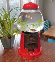 You can buy aquatic sticks to put in your tank tho 😉. 14 Diy Betta Fish Bowl Ideas Fish Bowl Betta Fish Bowl Betta Fish