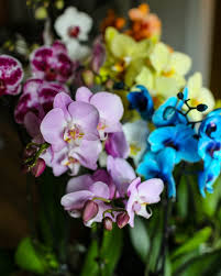three orchid colors that are perfect