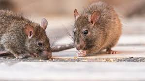 How To Get Rid Of Rats Mice Lowe S