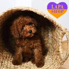 charming toy poodle puppy named bruno