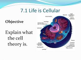 Historically, most (descriptive) definitions of life postulated that a living organism must be composed of one or more cells, but this is no longer considered necessary. Ppt Cell Structure And Function Powerpoint Presentation Free Download Id 4224501