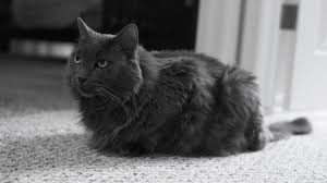Plus, their striking appearance means they'll make beautiful additions to your home and to your family. Fact About Nebelung Cat Personality History And Hd Pictures By Pet Worlds Medium