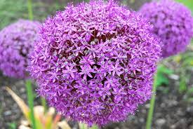 With its royal symbolism, shades of purple are sure to add some elegance to your garden! Allium Giganteum Wikipedia