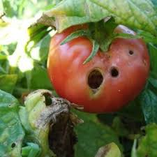 Болезни и вредители томатов: фото, обработка, лечение и защита томатов от  болезней и вредителей