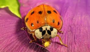 6 reasons to use live ladybugs to help