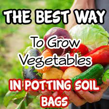 Growing Vegetables In Potting Soil Bags