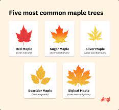 what does a maple tree look like the