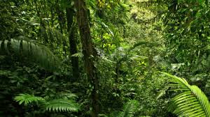 rainforest facts plants nature