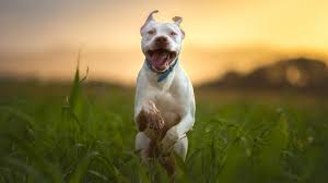 pitbull dog wallpapers and backgrounds