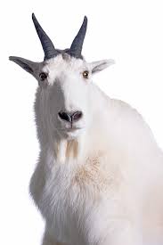Meet The Mountain Goat