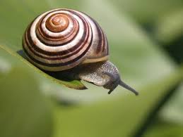 A snail image showing spiral lines on its shell going smaller towards the centre.