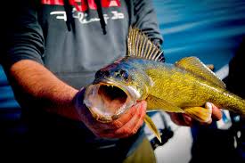 Best Bait For Walleye And How To Use It