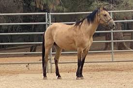 This 4 ¾ inch mustang mare is a buckskin color, which refers to tan or yellow horses. Buckskin Horses Mustang Horses For Sale Horseclicks