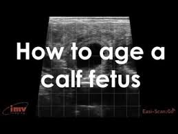 How To Age A Calf Fetus Imv Imaging Usa