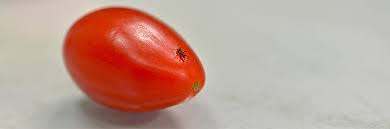 Tomatoes  help keep skin young  and protect against sunburn    
