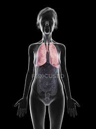 See more ideas about fashion, human body, women. Illustration Of Senior Woman Silhouette Showing Lungs On Black Background Human Body Health Stock Photo 236831228