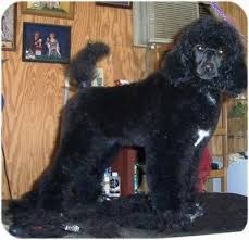 um poodle dog breed information and