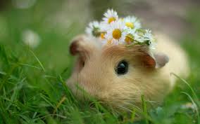 guinea pig wallpaper 71 pictures