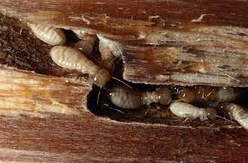 using orange oil to treat dry wood termites
