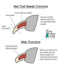 nail t guide for huskies