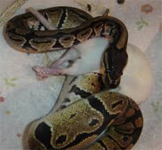 feeding your snake frozen mice and rats