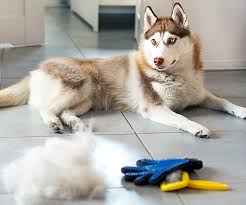 simple ways to remove dog hair in your