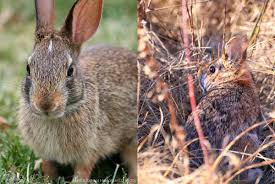 Comparing Cottontails Nh Rabbit Reports