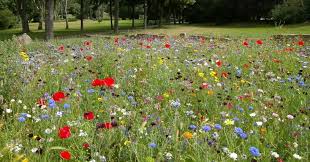 How When To Plant Wildflower Seeds