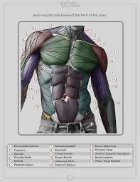 Drawing anatomy, not just learning the anatomy. Pin On Art References